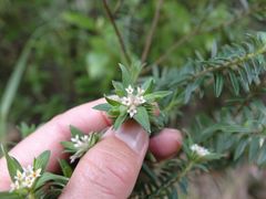 Pimelea tomentosa