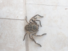 Polybetes pythagoricus