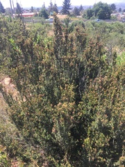 Myrceugenia rufa