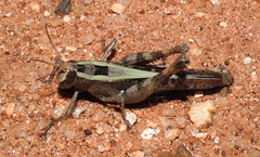 Heteracris