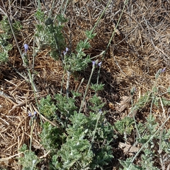 Lavandula multifida