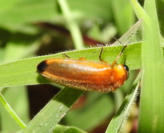 Abscondita
