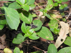 Chyromyidae