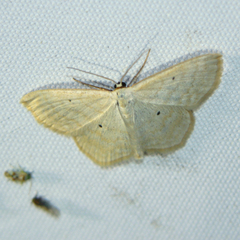 Scopula immutata