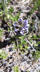Psoralea fruticans