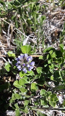 Psoralea fruticans