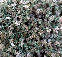 Crucianella maritima