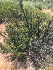 Myrceugenia rufa