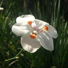 Dietes