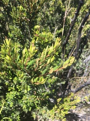Myrceugenia rufa