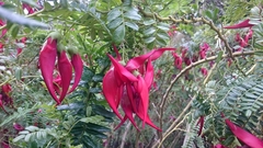 Clianthus