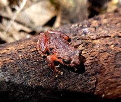 Pristimantis bogotensis