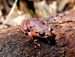 Pristimantis bogotensis
