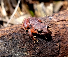 Pristimantis bogotensis