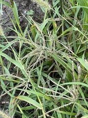 Chloris × subdolichostachya