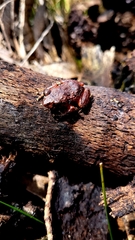 Pristimantis bogotensis