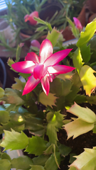 Schlumbergera truncata
