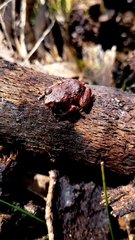 Pristimantis bogotensis