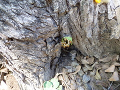 Tetragonisca fiebrigi