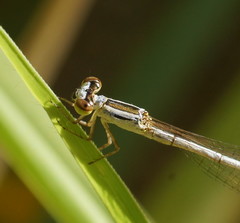 Agriocnemis argentea