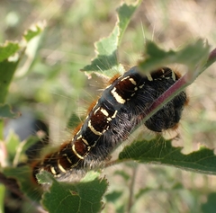 Eriogaster lanestris
