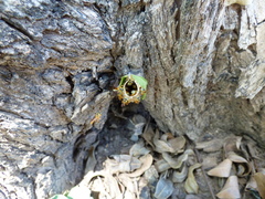 Tetragonisca fiebrigi