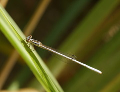 Agriocnemis argentea