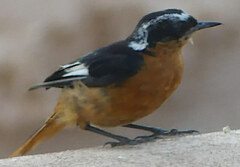 Phoenicurus moussieri