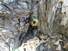 Tetragonisca fiebrigi