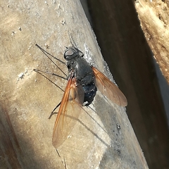 Satyramoeba hetrusca