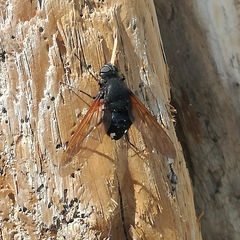 Satyramoeba hetrusca