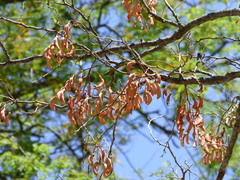 Erythrina mulungu