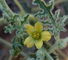 Citrullus colocynthis