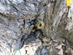 Tetragonisca fiebrigi