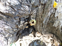 Tetragonisca fiebrigi