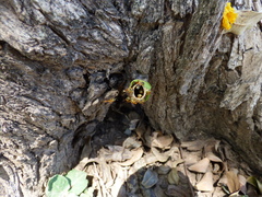 Tetragonisca fiebrigi