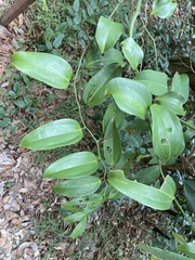 Smilax lanceifolia