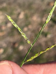 Eriochloa crebra