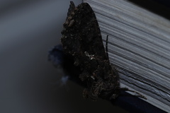 Ctenoplusia limbirena