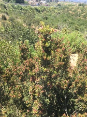 Myrceugenia rufa