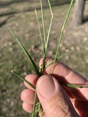 Eriochloa crebra
