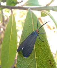 Ctenucha rubriceps