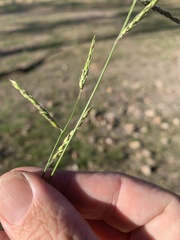 Eriochloa crebra