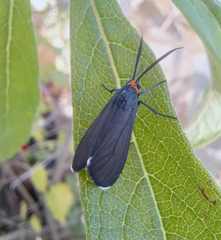 Ctenucha rubriceps