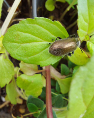 Lagria villosa