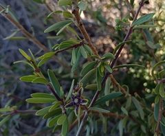 Periploca laevigata