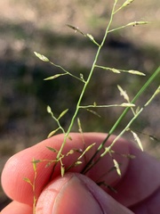Eragrostis alveiformis