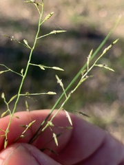 Eragrostis alveiformis