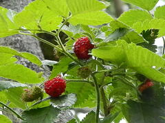 Rubus hawaiensis