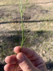Eragrostis alveiformis